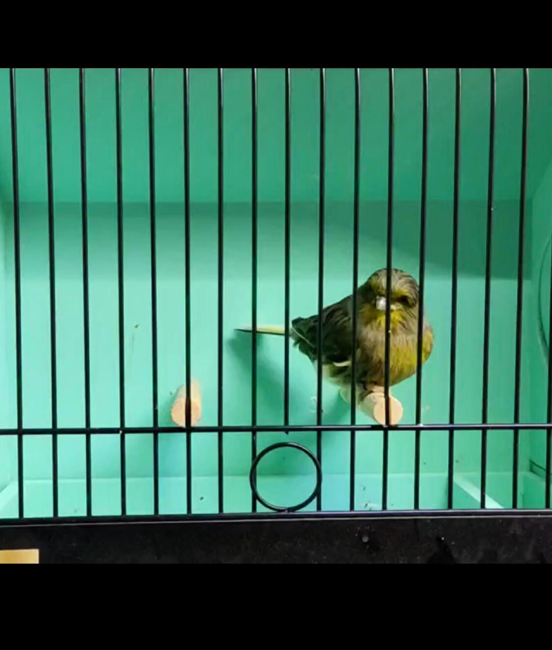 قناری گلاستر (کنسورت )اوجینال گریدA نر|پرنده|تبریز, |دیوار