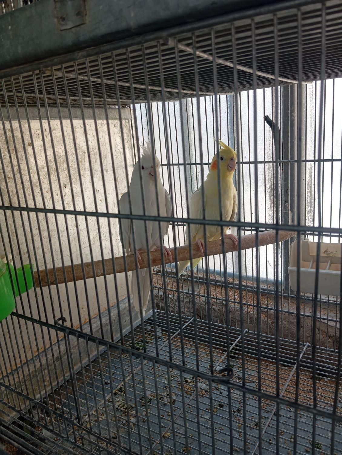 فروش عروس هلندی مولد کارداده|پرنده|ملارد, |دیوار