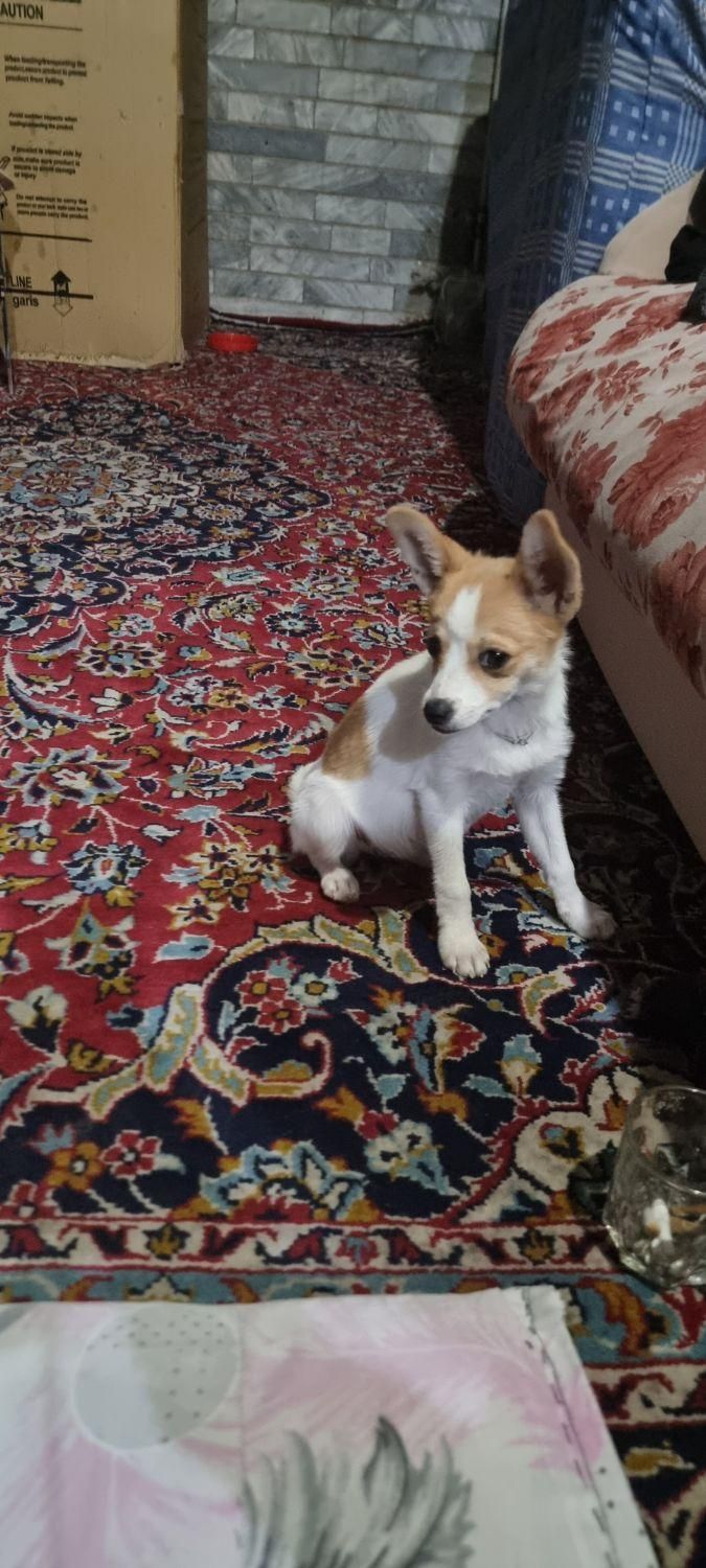 اشپیتزو پامریین|سگ|زنجان, |دیوار