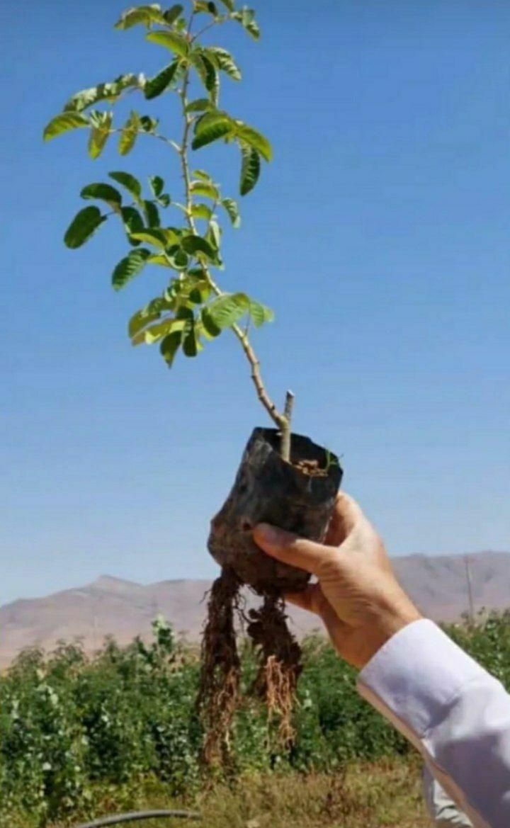 گلدانی و سبز و پربار|حراج|قروه, |دیوار