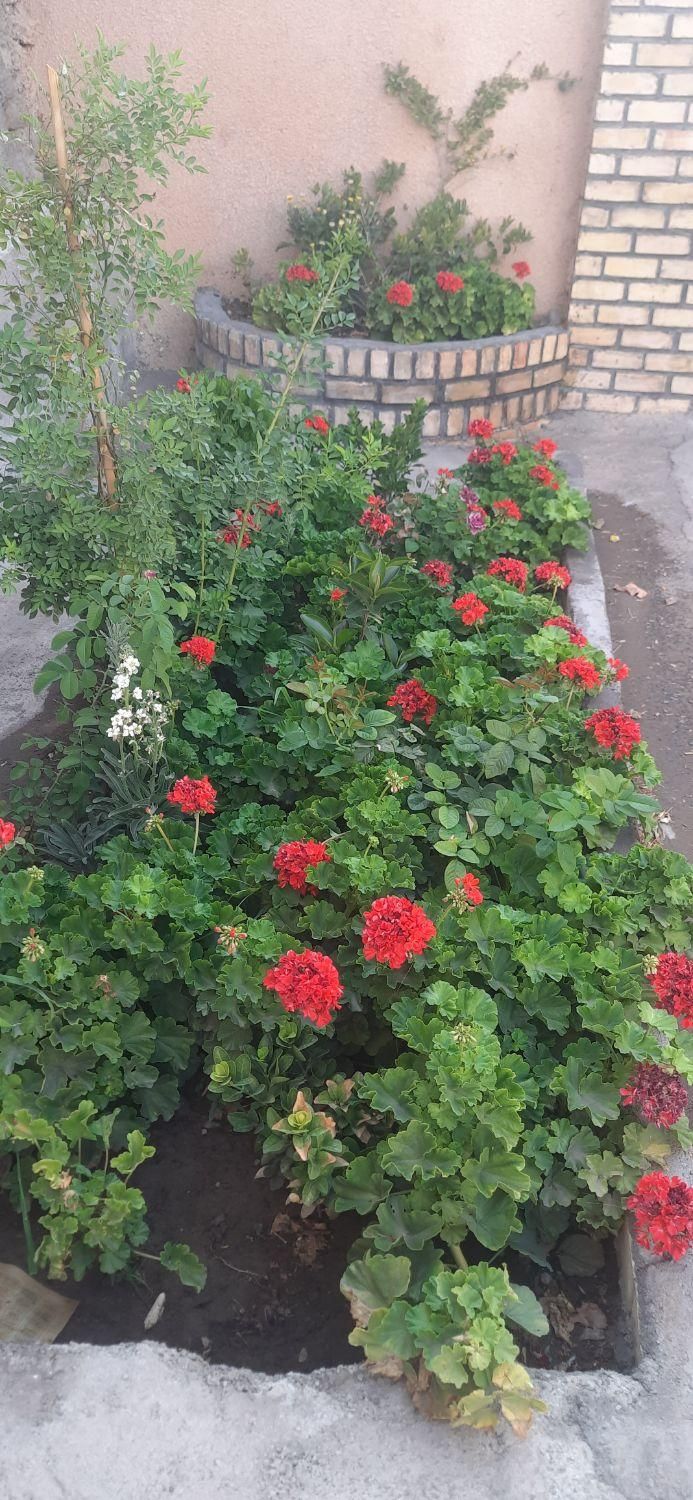 قالیشویی صحت|خدمات نظافت|نیشابور, مازول|دیوار