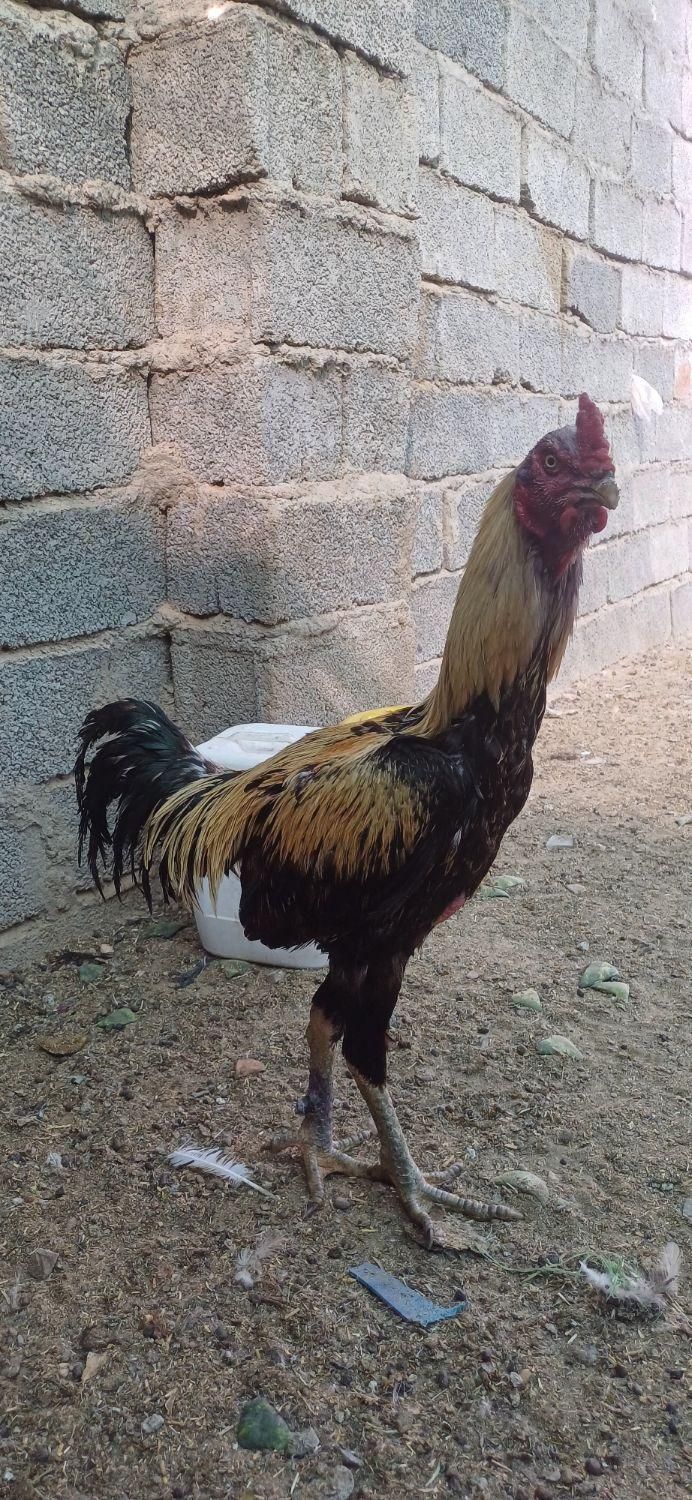 خروس لاری و بز|حیوانات مزرعه|سیرجان, |دیوار