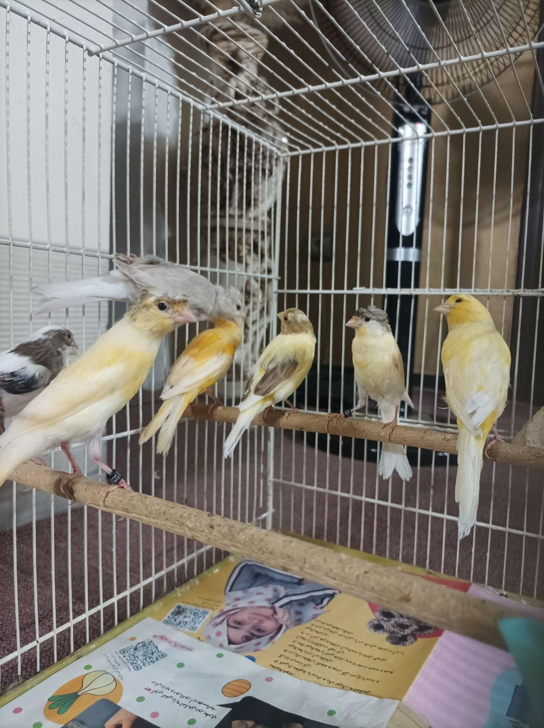 جوجه قناری رسمی|پرنده|اصفهان, شاهزید|دیوار