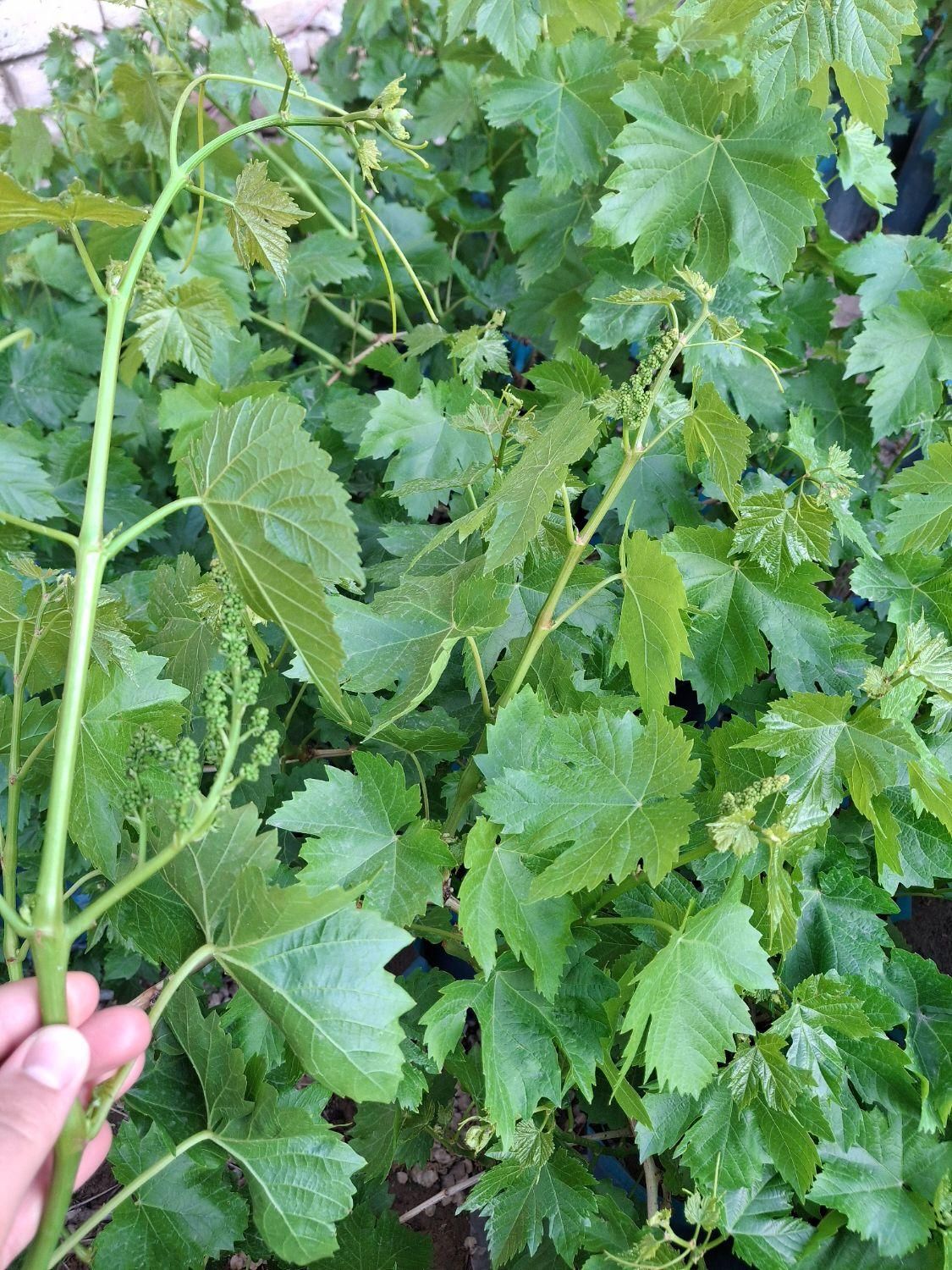 نهال گلدانی|گل و گیاه طبیعی|بناب, |دیوار