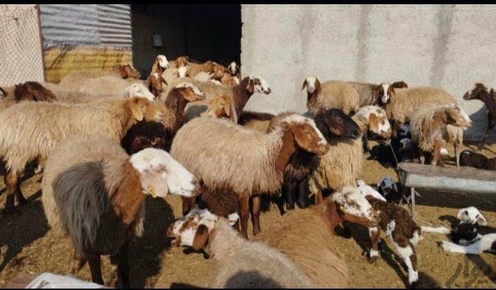 ( عقیقه   نذری)|حیوانات مزرعه|قزوین, |دیوار