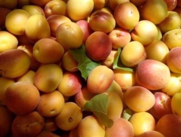 زردآلو ممتاز ماهنشان درشت، شیرین و طبیعی|خوردنی و آشامیدنی|تهران, کوی بیمه|دیوار