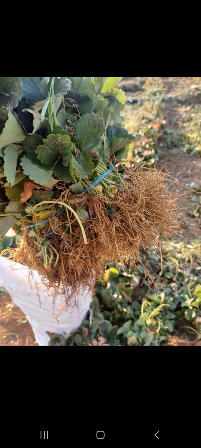 نشا توت فرنگی|خدمات باغبانی و درختکاری|رودسر, |دیوار