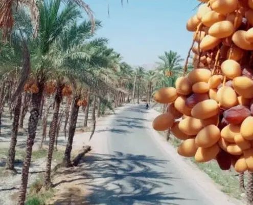 نیازمند گارگر برای نخلستان روز ۸۰۰ تومن|استخدام سرایداری و نظافت|شادگان, |دیوار