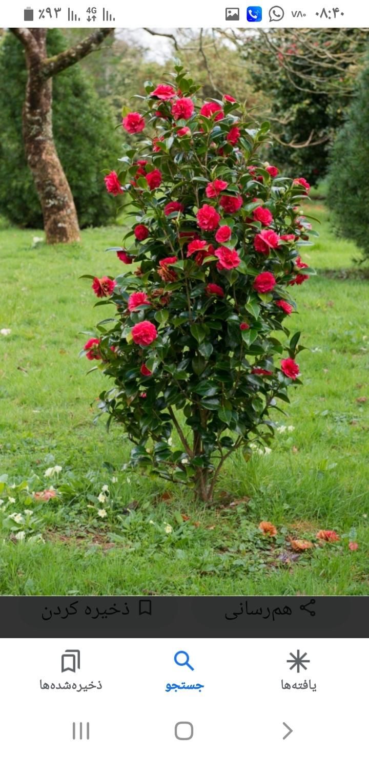 خدمات باغبانی|خدمات باغبانی و درختکاری|اصفهان, بوستان ناژوان|دیوار