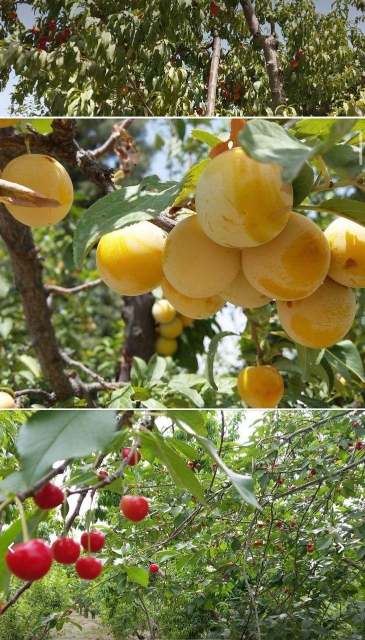 باغچه۴۱۰متر.کردان.تهراندشت.نمکلان|فروش زمین و ملک کلنگی|کرج, عظیمیه|دیوار