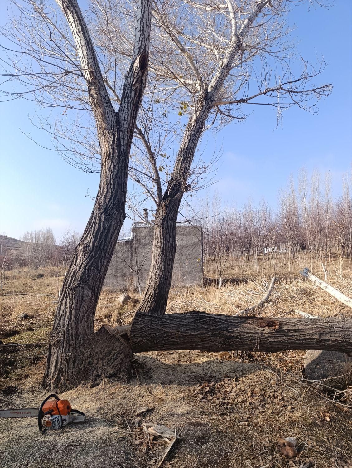 خرید چوب|خدمات باغبانی و درختکاری|زنجان, |دیوار