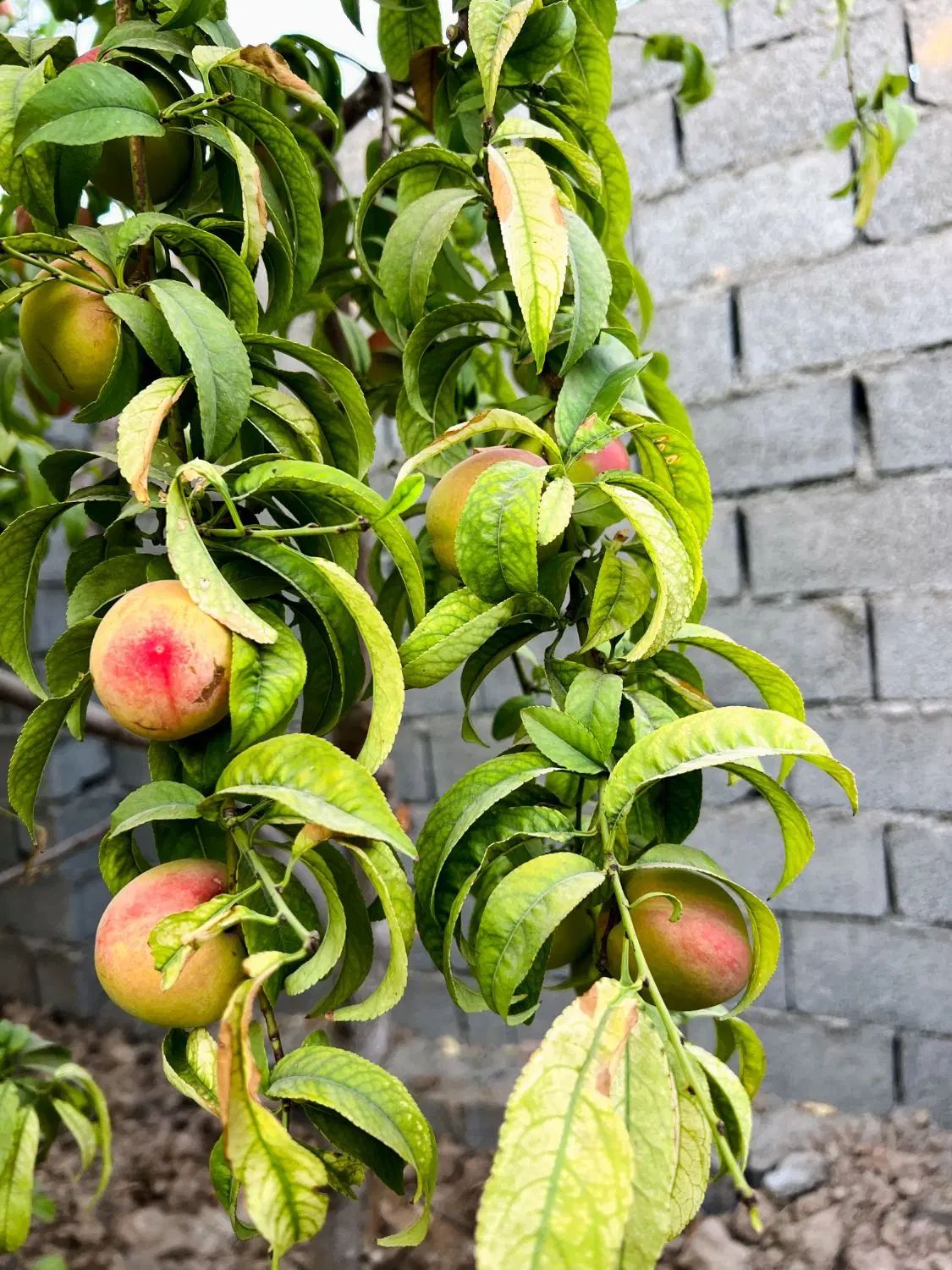 باغچه ۳۱۴ متری،دارای آب/۱ دقیقه ای جاده اصلی|فروش زمین و ملک کلنگی|شهریار, شهریار|دیوار