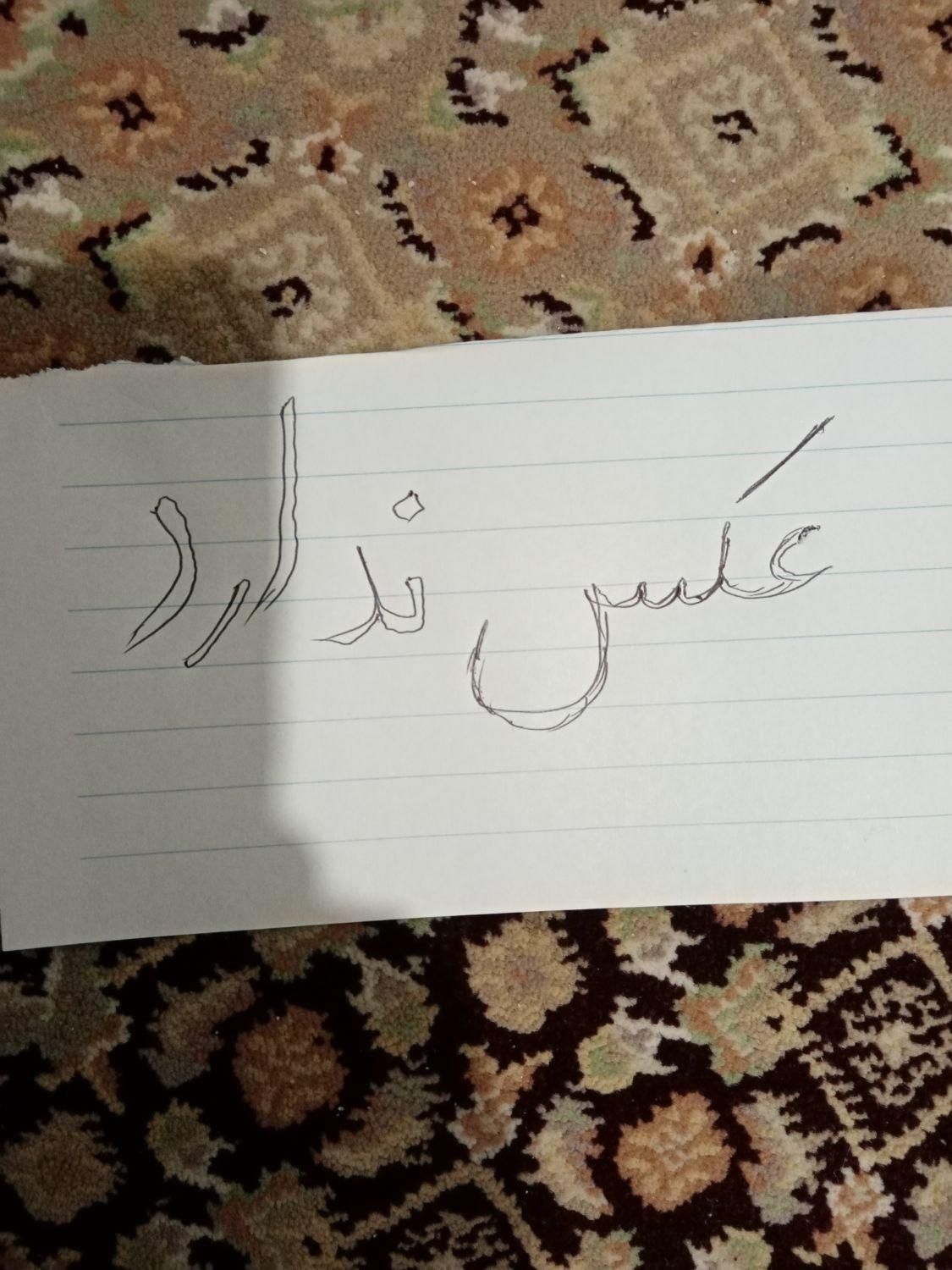 عروس هلندی گم شده عروس هلندی طوسی|حیوانات|اردبیل, |دیوار