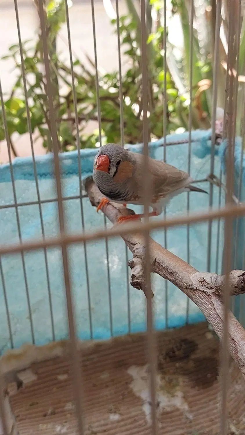 فنچ نر بالغ جوان و خانگی|پرنده|کرج, کوی کارمندان شمالی|دیوار