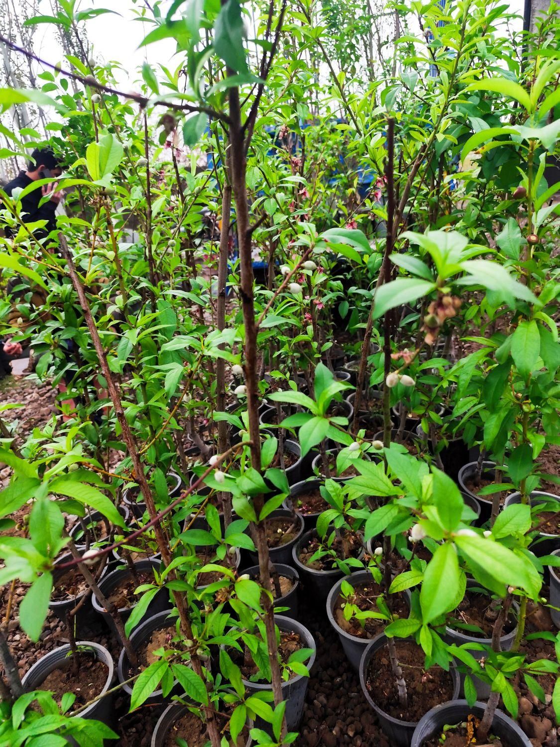 نهال های میوه گلدانی ریشه پر|گل و گیاه طبیعی|صوفیان, |دیوار