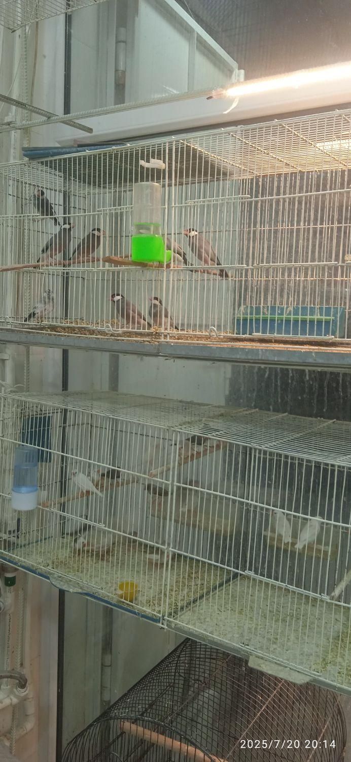 عروس هلندی طوطی فنچ مرغ عشق قناری و کلیه پرندها|پرنده|بوشهر, |دیوار