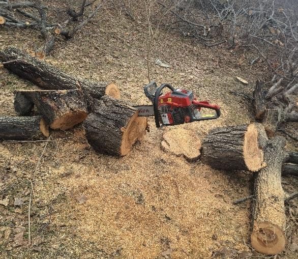 خرید سیب،زرد آلو، قلمه،وسایر چوب ها|خدمات باغبانی و درختکاری|ارومیه, |دیوار