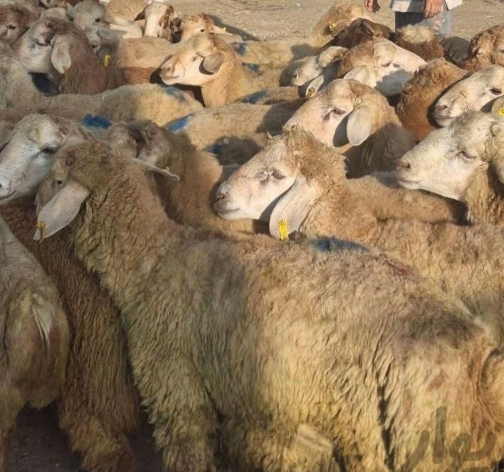 فروش گوسفند زنده بهداشتی از بهترین نژادها|حیوانات مزرعه|مشهد, گلبرگ شمالی|دیوار