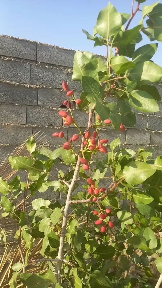 470m/چهاردیواری مجوزدارمعاوضه با موتور و ماشین|فروش زمین و ملک کلنگی|اصفهان, اشکاوند|دیوار