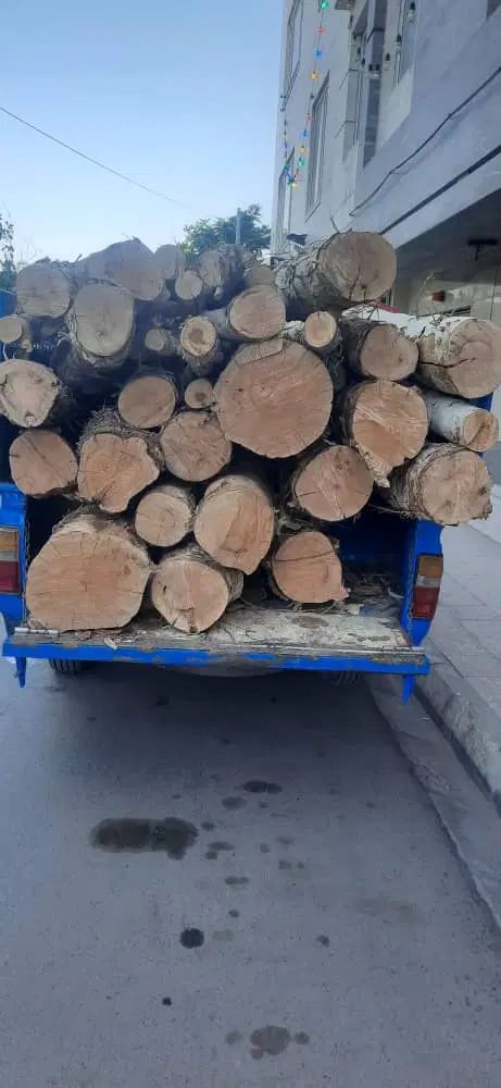 خرید چوب باغی شما با بالاترین قیمت همراه با هرس ک|خدمات باغبانی و درختکاری|گلبهار, |دیوار