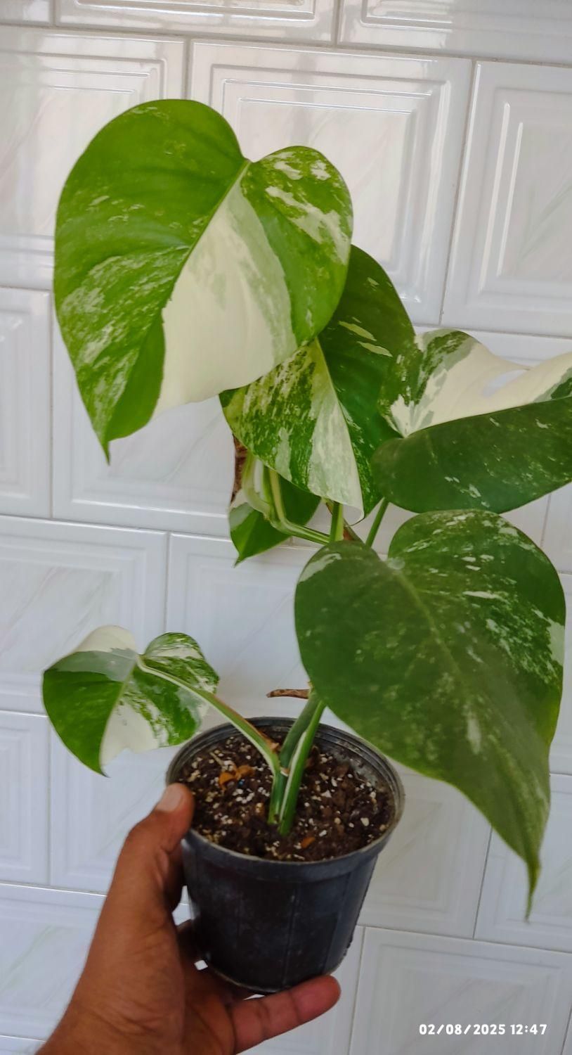 برگ انجیری ابلق/مانسترا ابلق/پنجه شیری ابلق|گل و گیاه طبیعی|سیستان, |دیوار