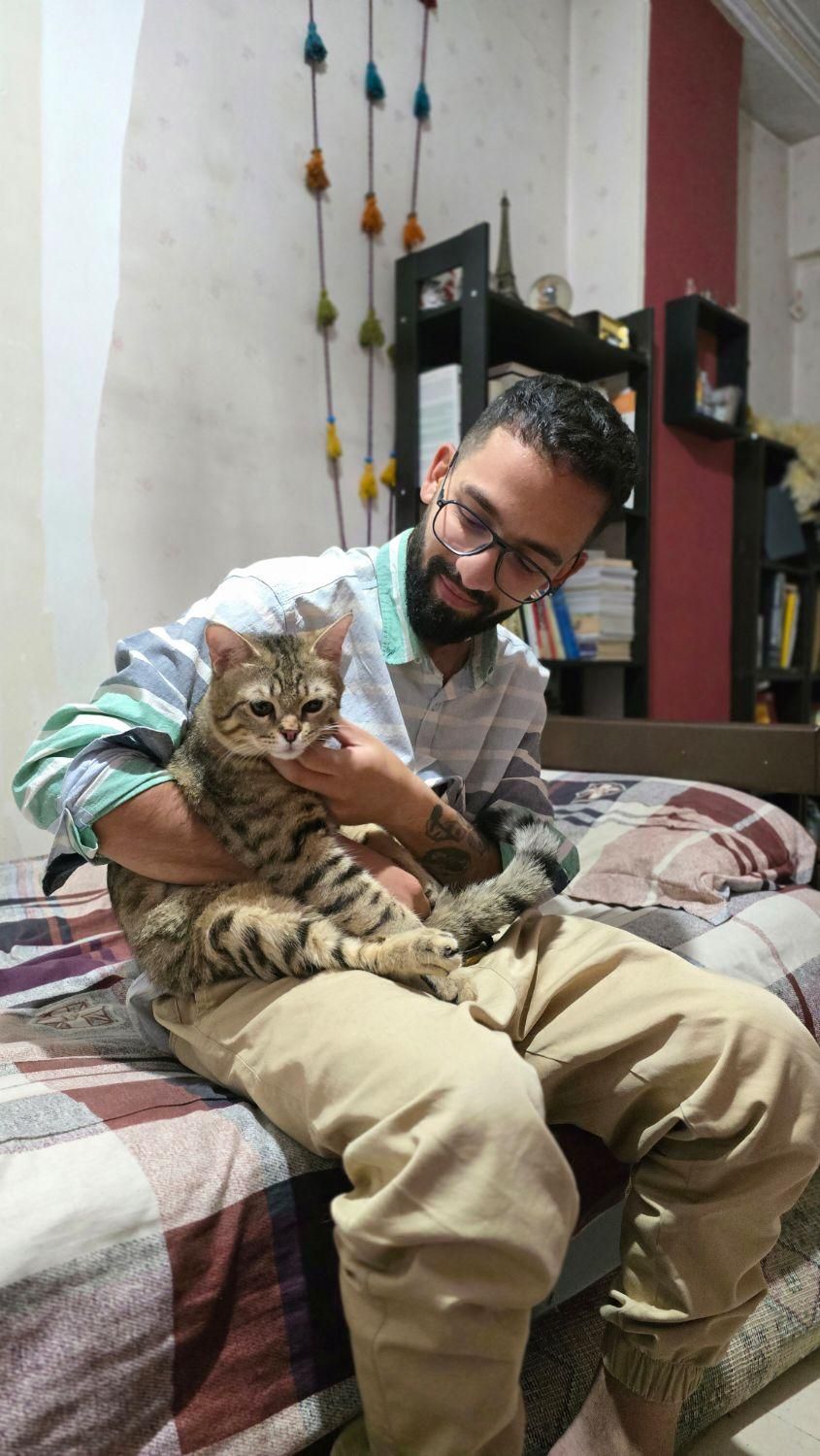 گربه یکساله domestic short hair|گربه|تهران, باغ فیض|دیوار