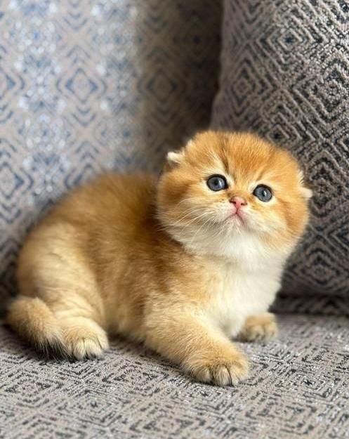 گربه های عروسکی جذاب|گربه|اهواز, کیانپارس |دیوار