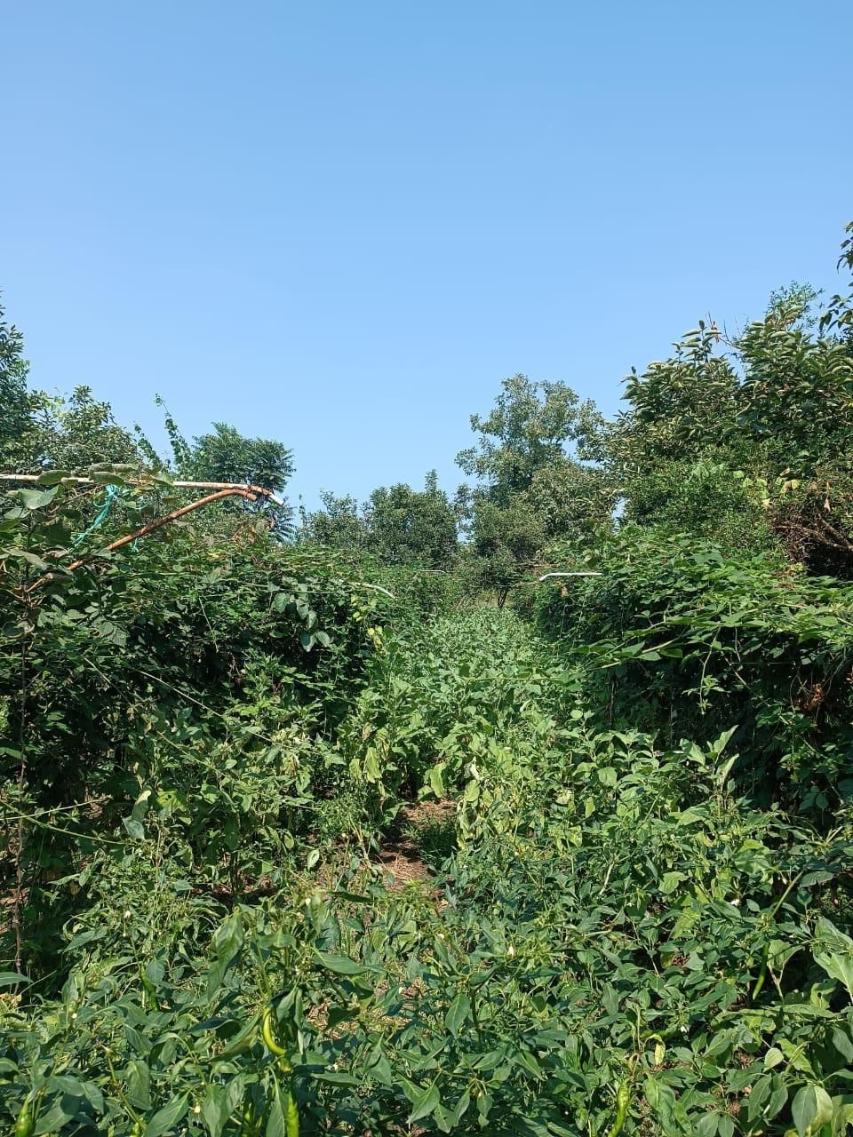 1218متر زمین و خانه ویلایی در لیسار زیبا|فروش خانه و ویلا|لیسار, |دیوار