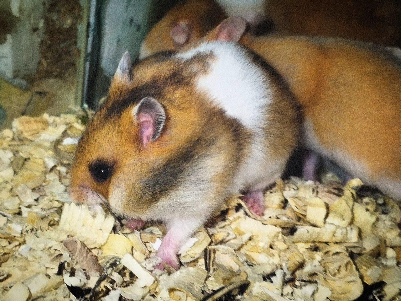 فروش همستر های بازیگوش|موش و خرگوش|بوشهر, |دیوار