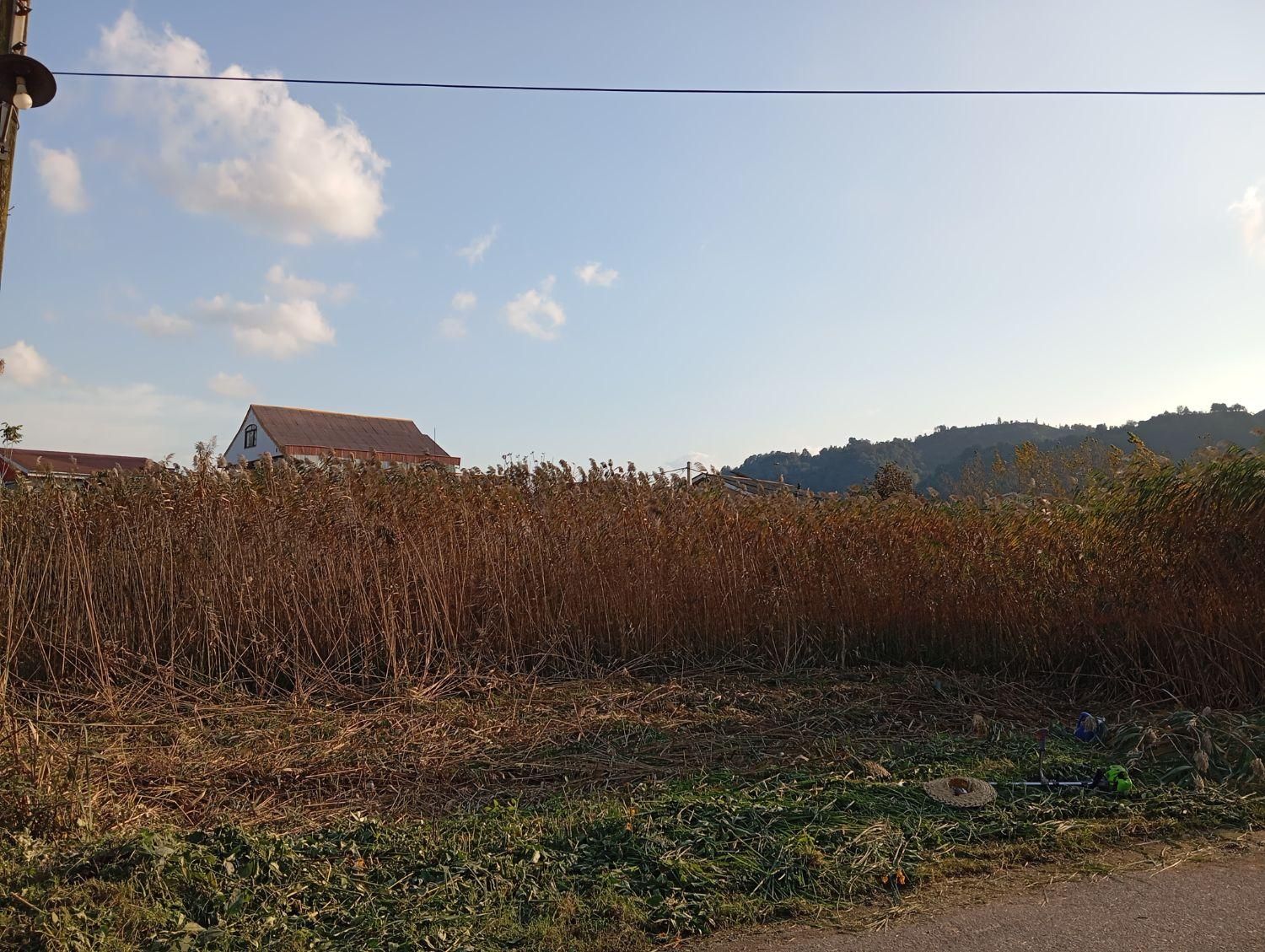 علف زنی با چمن زن|خدمات باغبانی و درختکاری|لنگرود, |دیوار