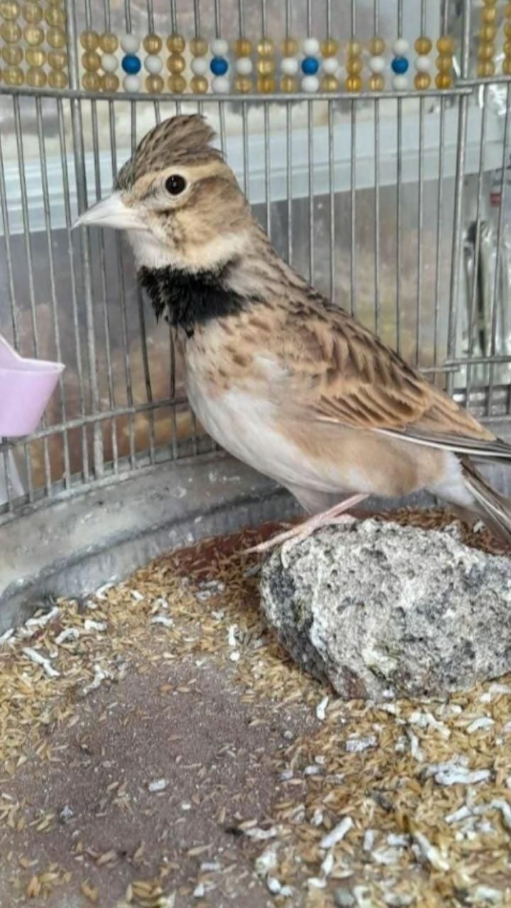 قناری سهره قناری|پرنده|زرند, |دیوار