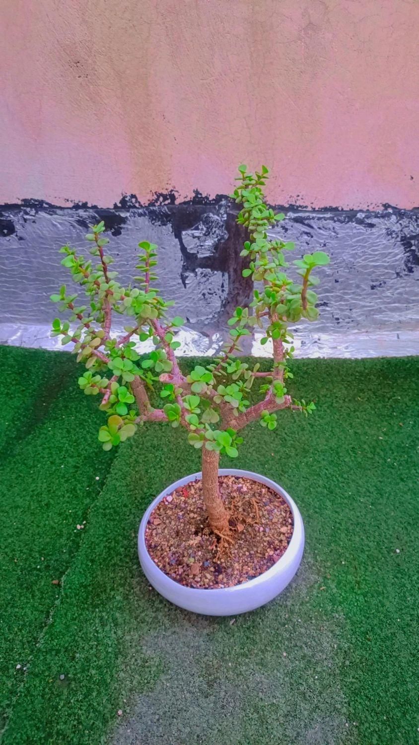 کاکتوس گل آپاتمانی بنسای خرفه گلدان سرامیکی|گل و گیاه طبیعی|تهران, مسعودیه|دیوار