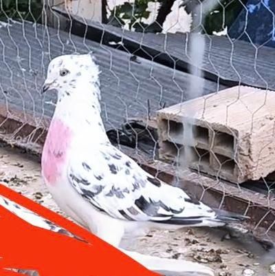 کفترکبوتر  باخت رفته|حیوانات|کرج, مشکین‌دشت|دیوار