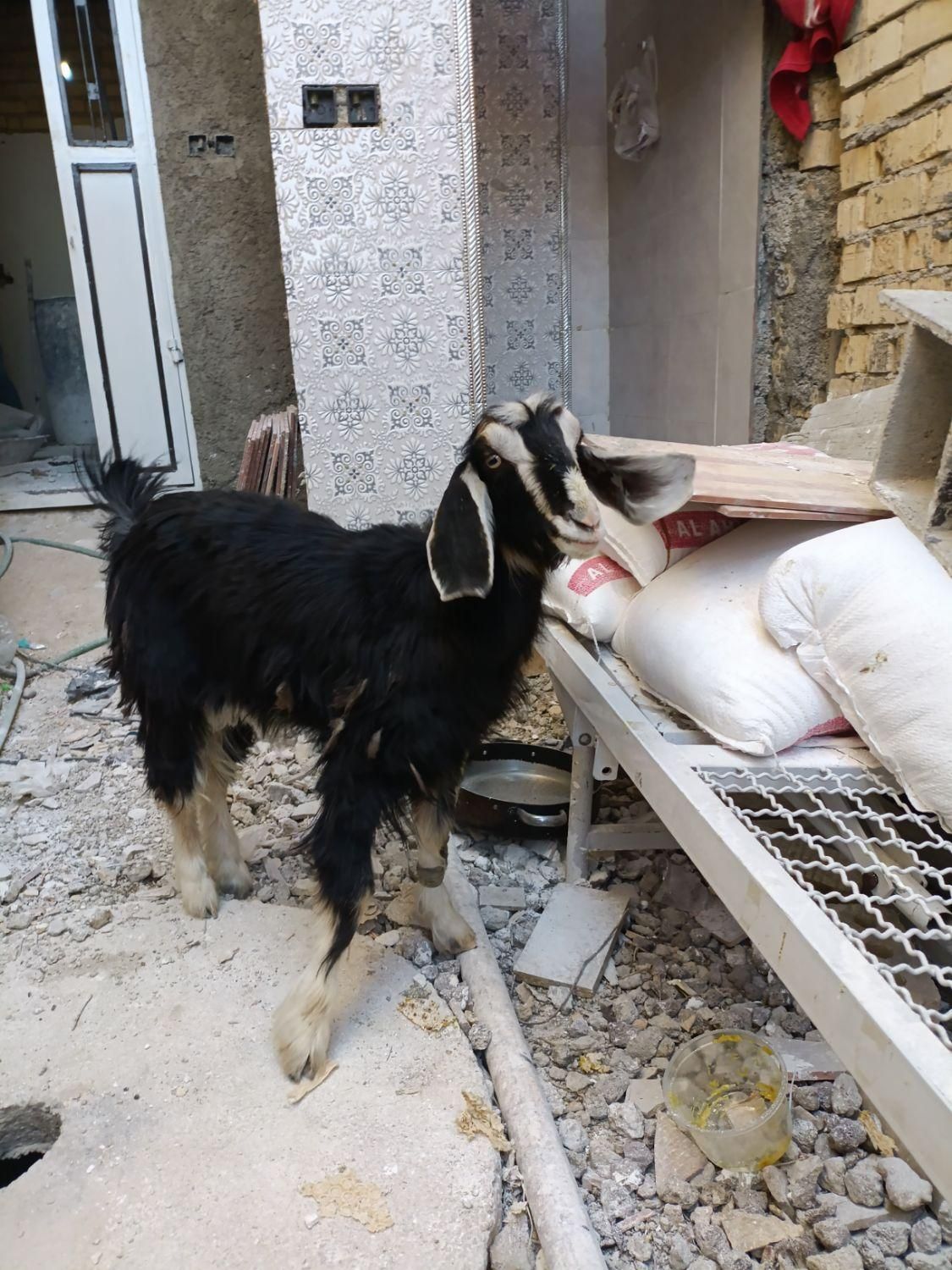 کهره ماده پاکستانی|حیوانات مزرعه|شیراز, کوشک بیدک|دیوار