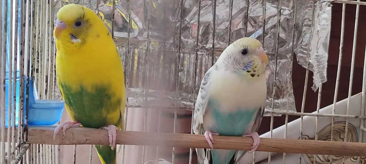 مرغ عشق|پرنده|کرج, گوهردشت|دیوار