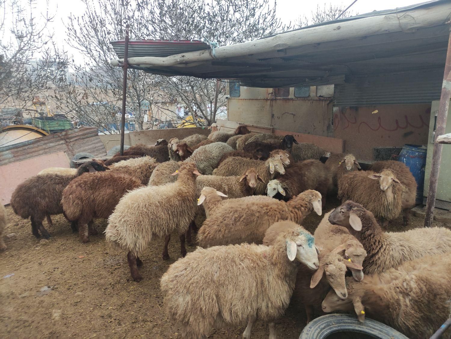 گوسفند     زنده     شبانه روزی     اسلام شهر|حیوانات مزرعه|اسلامشهر, شهرک سالور|دیوار