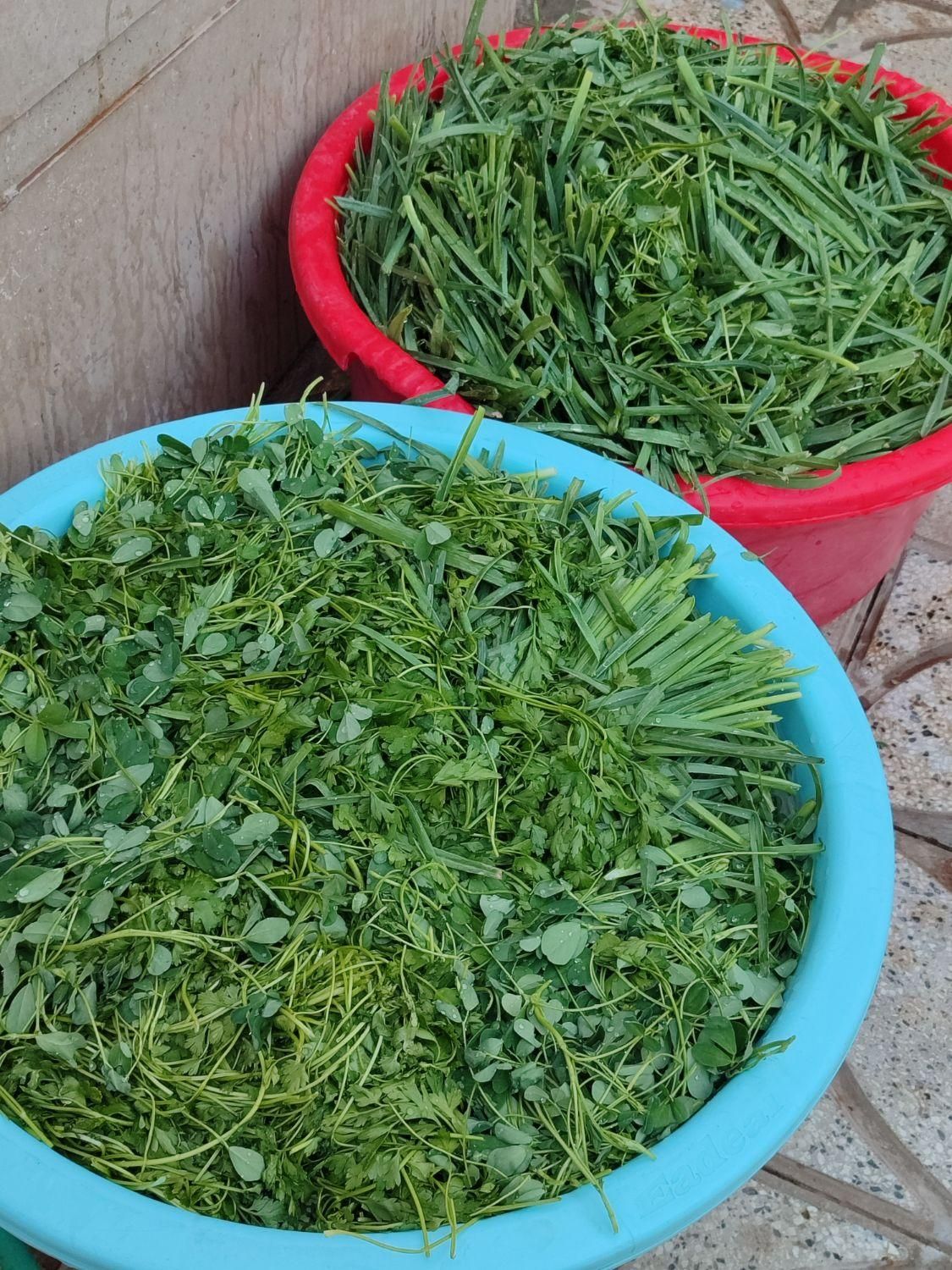 سبزی پاک میکنم می‌شورم در حضور مشتری خرد میکنم|خوردنی و آشامیدنی|سبزوار, پیام|دیوار