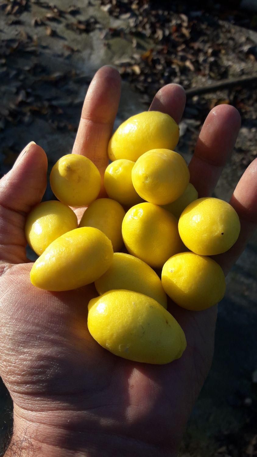 فروش نهال لیمو ترش پیوندی|گل و گیاه طبیعی|ساری, |دیوار