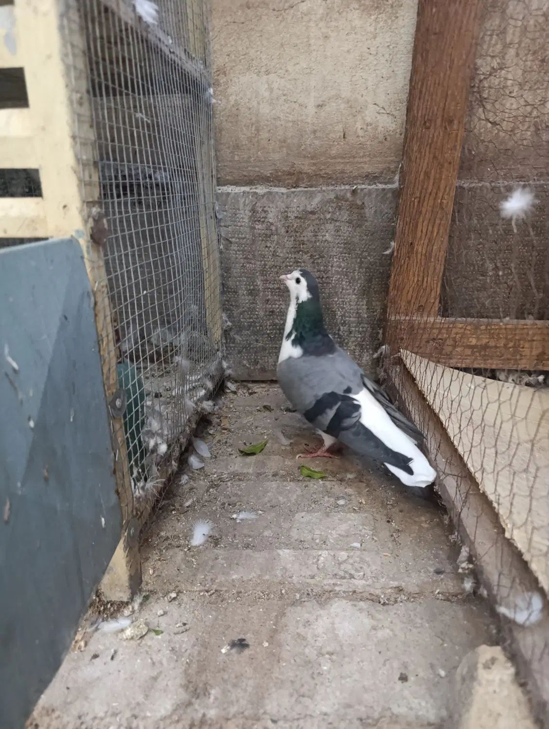 ماده واز|پرنده|اصفهان, سودان|دیوار