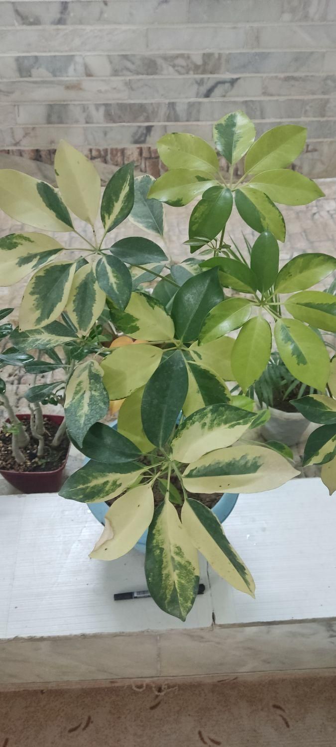 با گلهای زیبا طراوت را به خانه خود هدیه کن|گل و گیاه طبیعی|شاهینشهر, عطار|دیوار