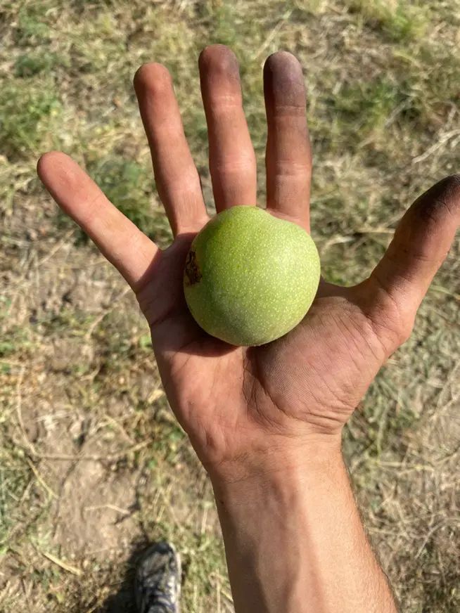 گردو|خوردنی و آشامیدنی|تهران, میدان میوه و تره‌بار مرکزی|دیوار