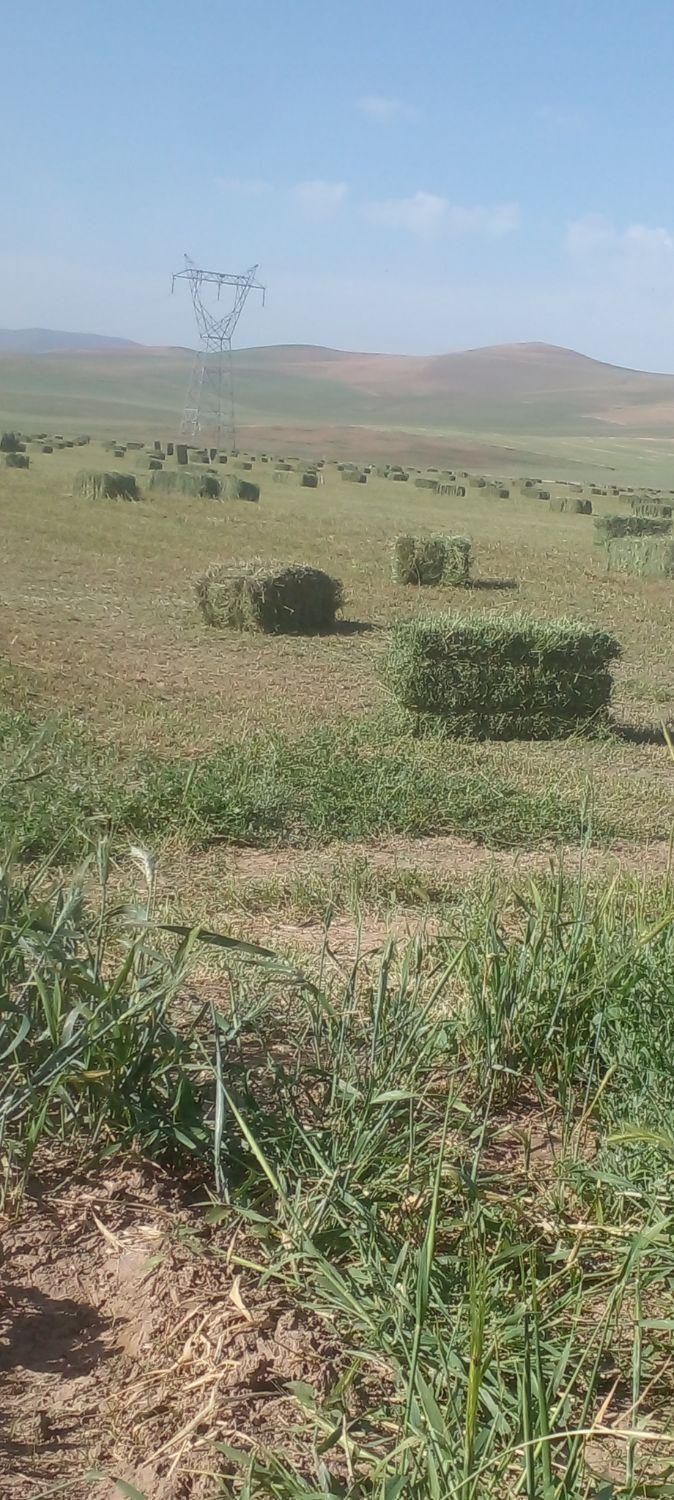 خریداریونجه وعلف|خدمات باغبانی و درختکاری|ارومیه, |دیوار