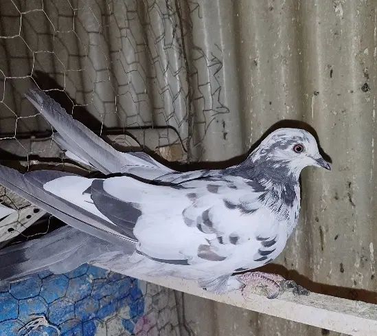تهرونی|پرنده|اصفهان, نصرآباد|دیوار