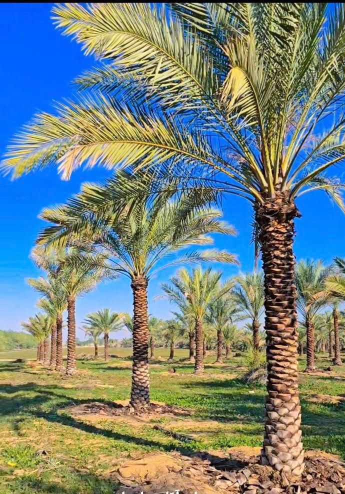 شهر کرد زیباتر با پالم نخل فنیکس تولید کننده رسمی|خدمات باغبانی و درختکاری|شهرکرد, |دیوار