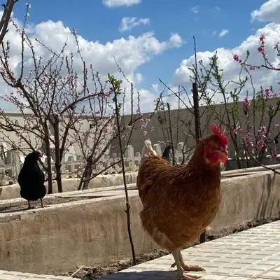 مرغ تخم گذار ،خروس خوش آواز|حیوانات مزرعه|تهران, وردآورد|دیوار