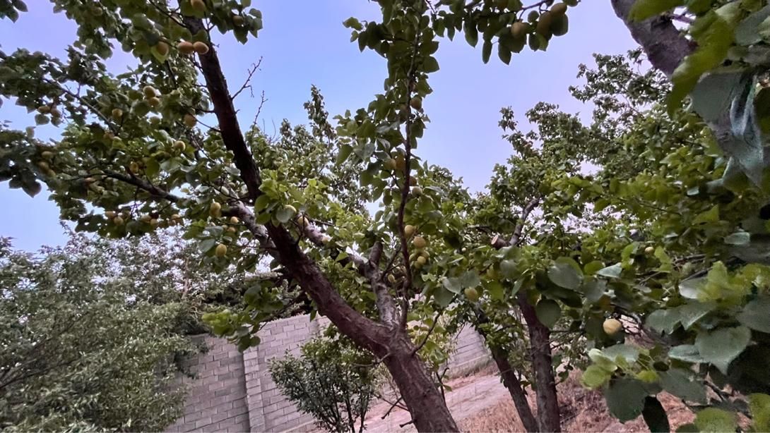 باغچه شهرکی سنددار تهاتر با واحدو خودرو/مالک معتبر|فروش زمین و ملک کلنگی|محمدشهر, ولدآباد|دیوار