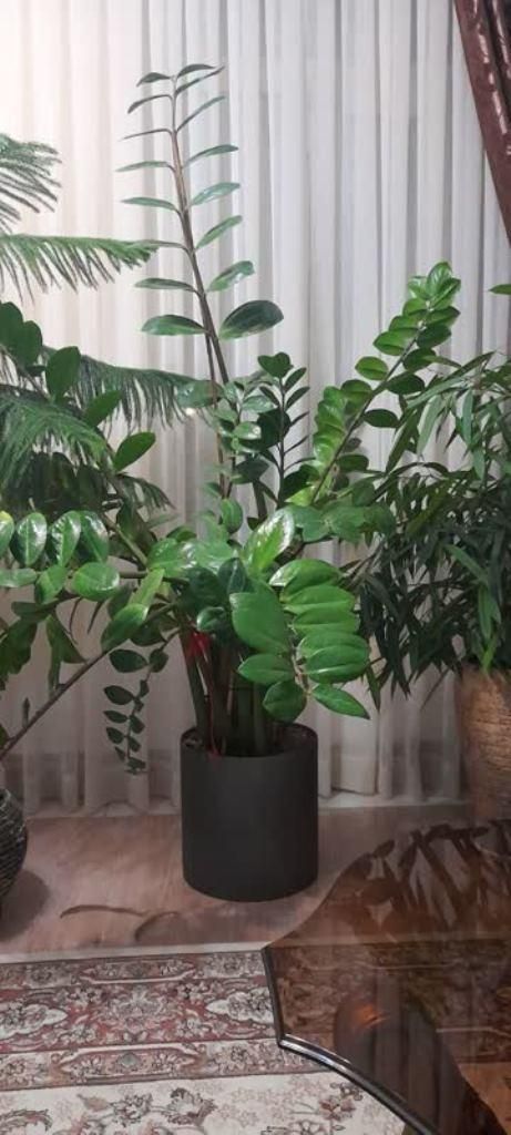 گلهای آپارتمانی فوق العاده زیبا و سرحال|گل و گیاه طبیعی|شیروان (خراسان), |دیوار