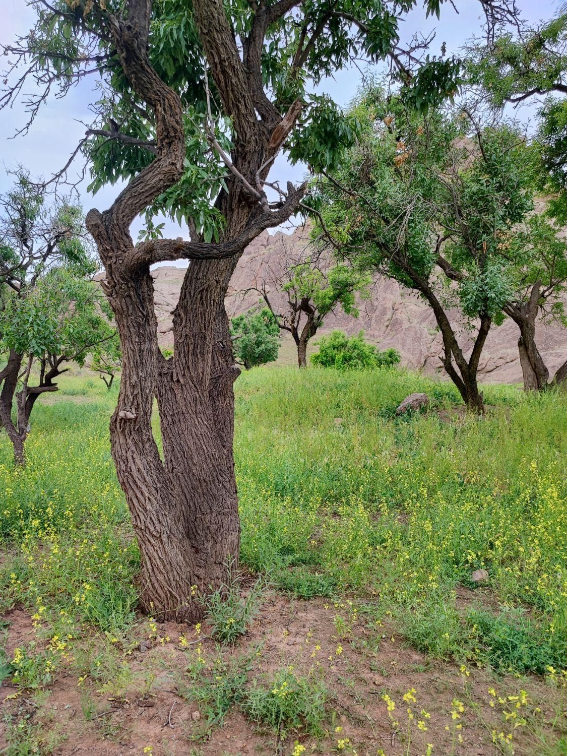 ویلایی۷۵۰متری/ بهترین لوکیشن فرشته /دوطبقه دوبلکس/|فروش خانه و ویلا|مشهد, کوثر|دیوار