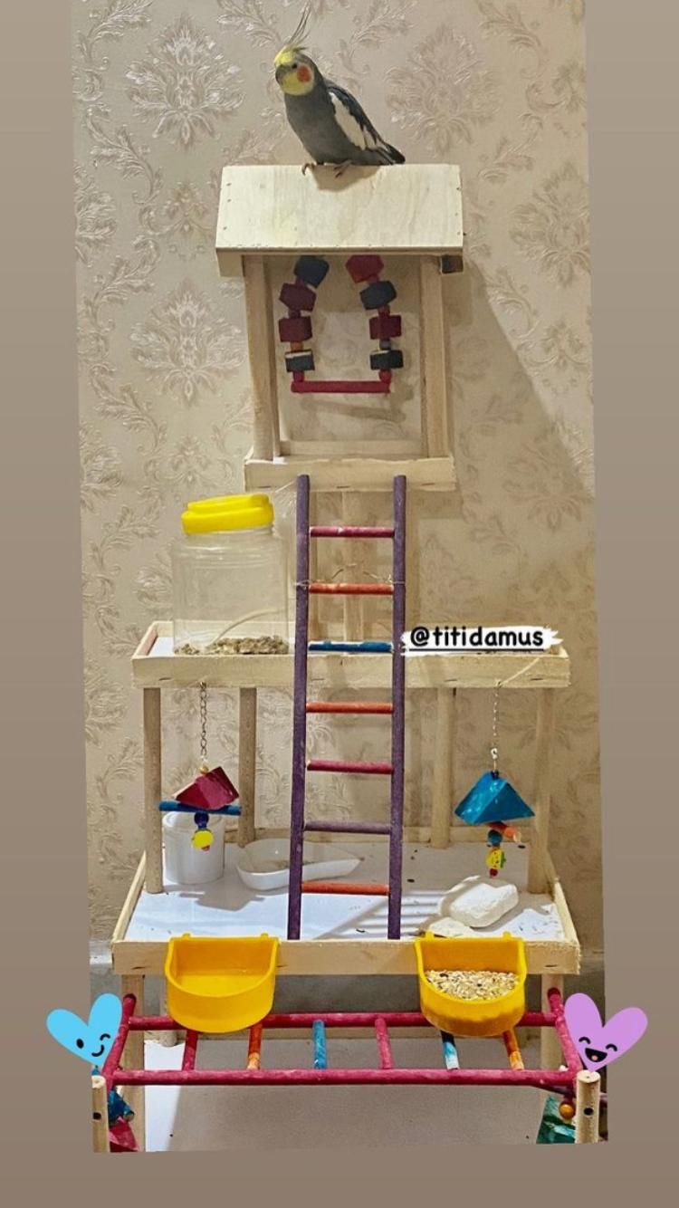 پارک بازی انواع پرنده وختی کاسکو|لوازم جانبی حیوانات|رشت, گلسار|دیوار