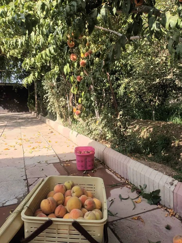 باغچه‌ی زیبا درختان بزرگ و خوش بار با حق آب|فروش زمین و ملک کلنگی|هشتگرد, هشتگرد قدیم|دیوار